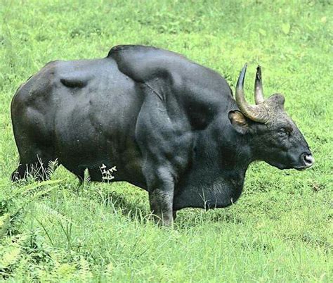 🔥 The Gaur Is The Largest Species Of Wild Cattle In The World 🔥