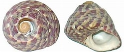 Afbeeldingsresultaten voor "gibbula Pennanti". Grootte: 249 x 106. Bron: alchetron.com