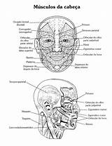 Anatomia Humana Pintar Cabeça Músculos Ossos Músculo Cantinho Variadas Tia sketch template