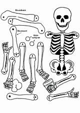 Skeleton Coloring Pages Human Bones Anatomy Bone Axial Head Color Drawing Printable Skull Skeletons Getcolorings Pirate Sheet Getdrawings Kids Print sketch template