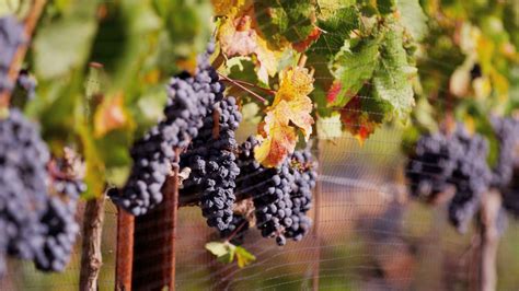 grape vines  fence fkasdgo youtube
