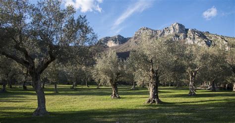11 Parco Regionale Storico Agricolo Dell Olivo Di Venafro