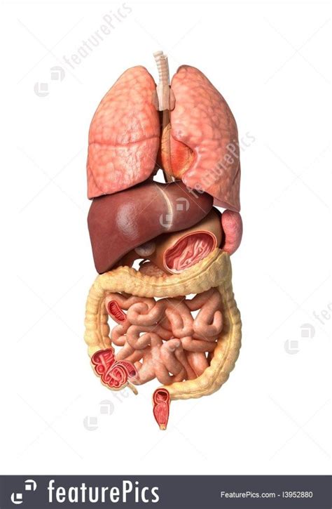 male internal organs map human male internal organs  model max obj ds fbx lwo lw lws ma mb