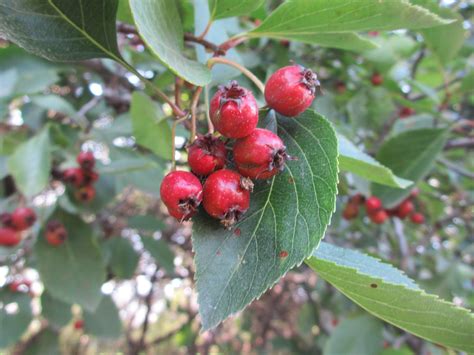 red berries   tree