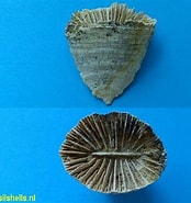 Afbeeldingsresultaten voor Placotrochus. Grootte: 174 x 185. Bron: www.fossilshells.nl