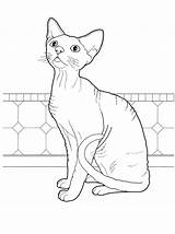 Coloring Cat Pages Rex Cats Devon Colouring Printable Hairless Adults Adult Print Animal Supercoloring Colorkid Books Rocks Cartoon Animals Drawing sketch template