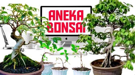 perbanyak dahan  mengkerdilkan daun bonsai beringin youtube