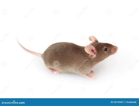 grey mouse  white stock image image