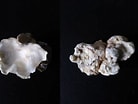 Afbeeldingsresultaten voor Japanse oester Anatomie. Grootte: 138 x 104. Bron: www.flickr.com