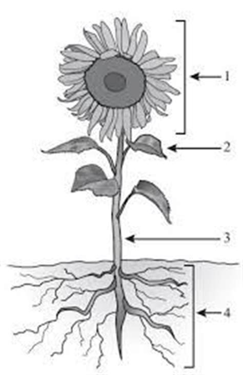 parts   sunflower diagram google search sunflowers pinterest search  sunflowers
