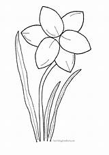 Coloring Daffodils Daffodil sketch template