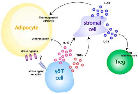 cells  full text  role  tissue resident gd  cells  stress surveillance