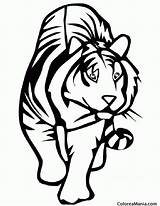 Bengala Dibujos Tigres Tigre Mensajes sketch template