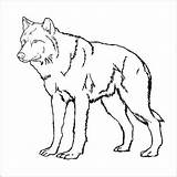 Wolf Coloring Pages Wolves Printable Color Cub Easy Anime Drawing Pup Animal Wild Realistic Cool Kids Print Pack Arctic Puppy sketch template