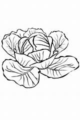 Coloring Pages Cabbage Fruits Vegetables Broccoli Orange sketch template
