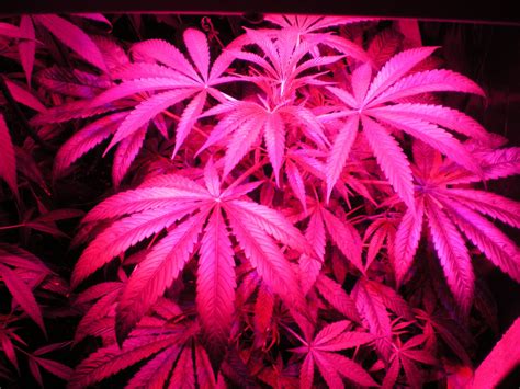 pink weed leaf wallpaper medical cannabis gro jpg