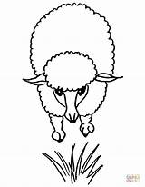 Lamb Cute Coloring Sheep Drawing Kids Pages Cartoon Getdrawings Silhouettes Color Supercoloring Little sketch template