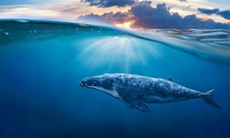 world whale day celebrating  marine giants pawfect tales magazine