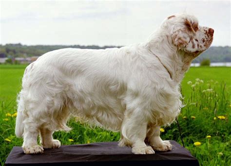 spice twice clumber spaniels