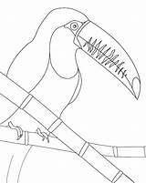 Toucan sketch template