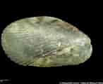Afbeeldingsresultaten voor "musculus Costulatus". Grootte: 146 x 120. Bron: naturalhistory.museumwales.ac.uk