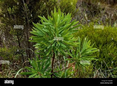 protea tree high resolution stock photography  images alamy