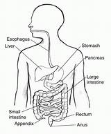 Digestive Digestivo Label Coloringhome Organs Colitis Microscopic Respiratorio órganos Anatomía Aparato Azcoloring Crmla sketch template