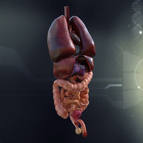 human internal organs