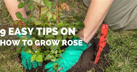 easy tips    grow roses