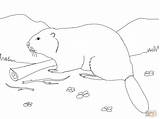 Castor Biber Beaver Ausmalbild Eurasian sketch template