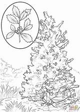Drawing Holly Coloring Pages American Leaves Berries Leaf Getdrawings Printable sketch template