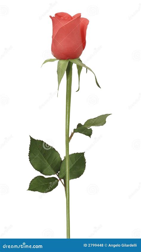 single rose stock photo image  petal beautiful loving