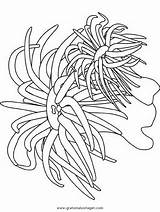Anemone Koralle Fische Verschiedene Seas Oceans Malvorlage Colorier Algue Kids Pesce Pesci Tiere Colouring Algues Ausmalen Animali Turtles Océan Primaire sketch template