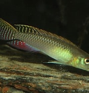 Afbeeldingsresultaten voor "hemipteronotus Splendens". Grootte: 177 x 185. Bron: www.fishipedia.fr