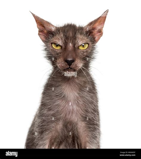 Lykoi Cat Also Called The Werewolf Cat Against White Background Stock