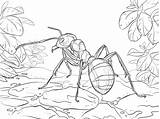 Ant Ants Ausmalbilder Ameisen Formica Insekten Ausmalbild Formiche Roja Hormiga Kleurplaten Stampare Formicaio Cicala Rote Waldameise Pagine Ispirazione Tropische Stampabili sketch template