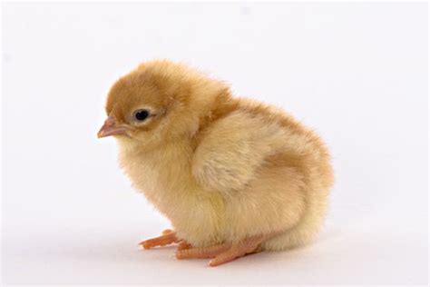 day old chicks golden buff red star