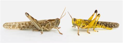 locusts learn   part   swarm wired