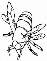 Coloring Bee Pages Clipart Cartoon Insects Library Kids sketch template