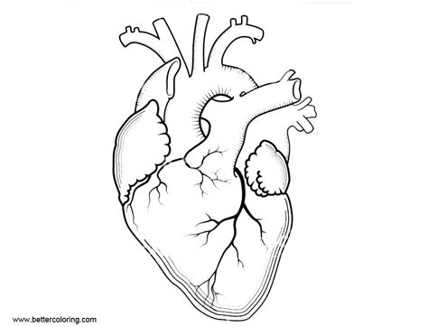 anatomy  heart coloring pages internal human organ  printable