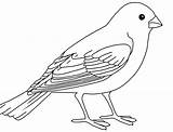 Sparrow Birds Passaro Ausmalbilder Colouring Papagei Dxf Colorir sketch template