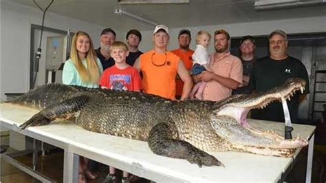319 pound record female alligator caught at eagle lake