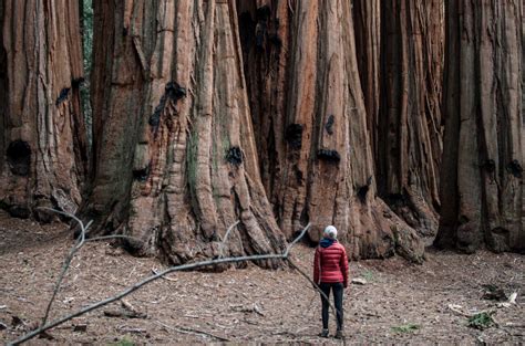 promenez vous au parc national de sequoia une foret surprenante