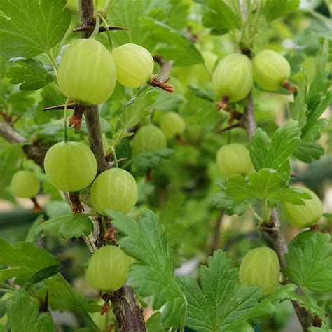 gooseberry invicta gooseberry bushes plants  sale