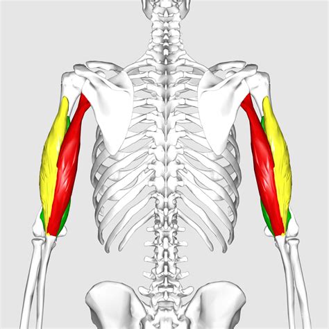 muscle   month triceps spears strong