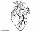 Heart Realistic Coloring Pages Anatomical Anatomy Template sketch template