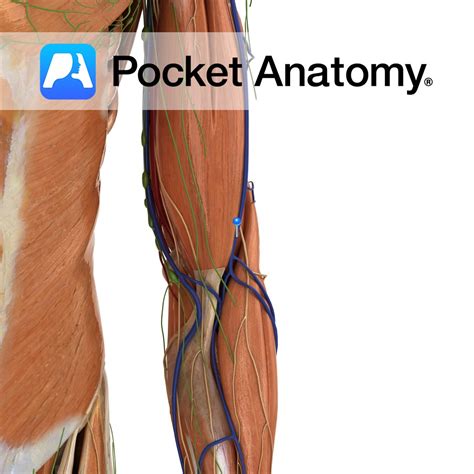 cephalic vein pocket anatomy