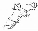 Pages Bats Coloring Bat Colouring Flying Clipart Nocturnal Animals Kids Webstockreview Gif sketch template