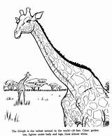 Drawing Animal Drawings Kids Pages Coloring Giraffe Color Sketches Animals Wild Activity Identification Wildlife Fun Popular Paintingvalley Honkingdonkey sketch template