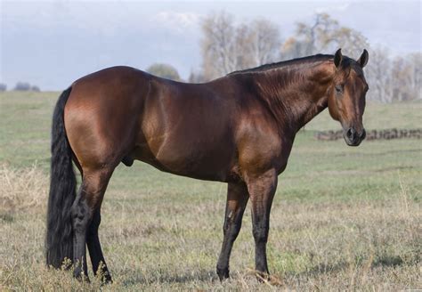 dark bay quarter horse stallion